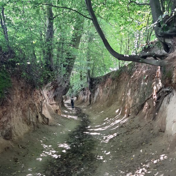 roztocze (66)