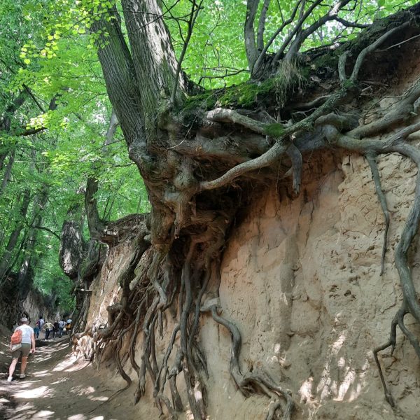 roztocze (67)