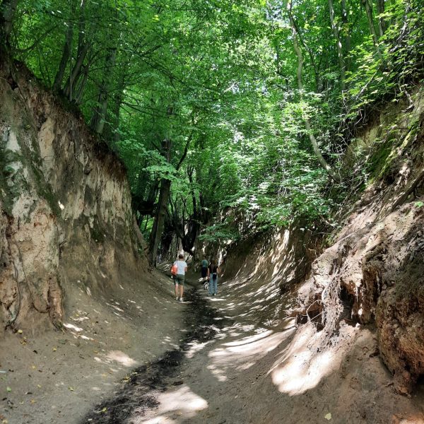 roztocze (71)